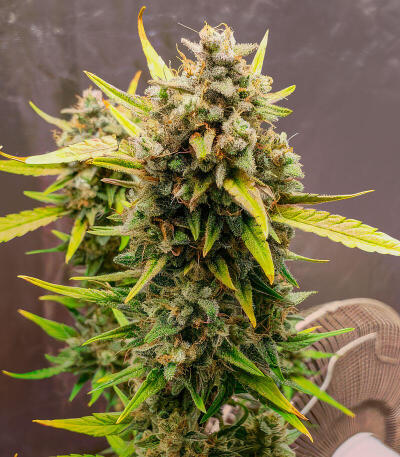 Strawberry Gorilla Auto RF3 fem (FastBuds) семена конопли