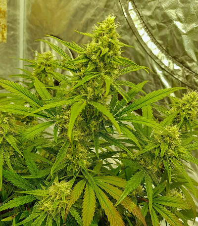 Watermelon Zkittlez Auto fem семена конопли