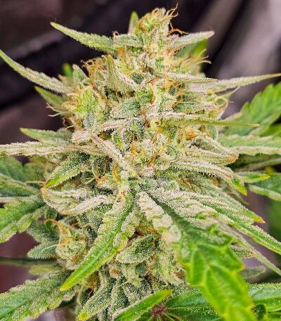 Peach Crescendo Auto RF3 fem (Ethos Genetics) семена конопли