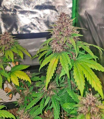 Banana Purple Punch Auto RF3 fem (FastBuds) семена конопли