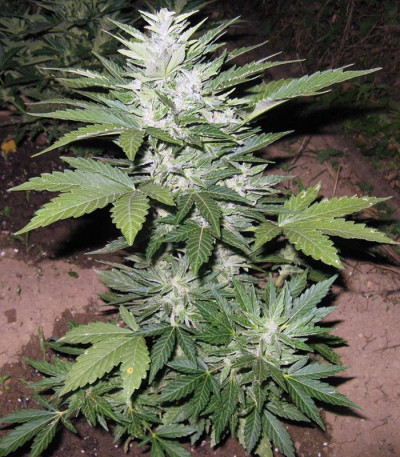 Sugar Gom auto fem семена конопли
