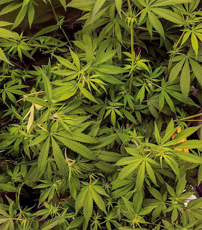 Blow Dream fem (Victory Seeds) семена конопли