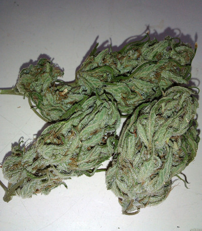 Purple Maroc fem (Female Seeds) семена конопли