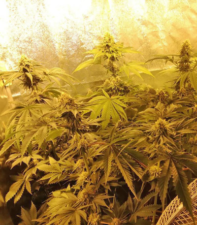 Royal Gorilla fem (Royal Queen Seeds) семена конопли