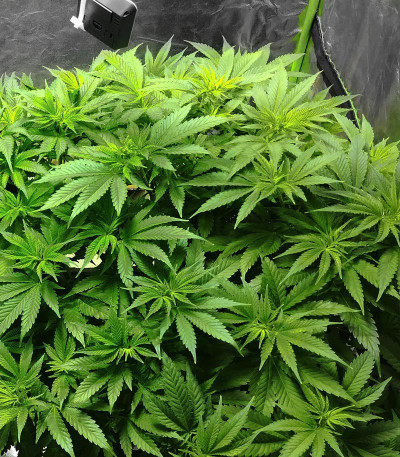 Fruity Chronic Juice fem (Delicious Seeds) семена конопли