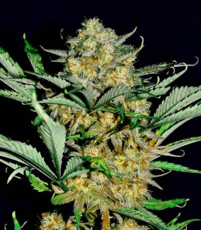 Apple Strudel Auto fem (FastBuds) семена конопли