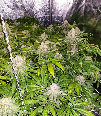 Cookies Gelato fem (Royal Queen Seeds) семена конопли