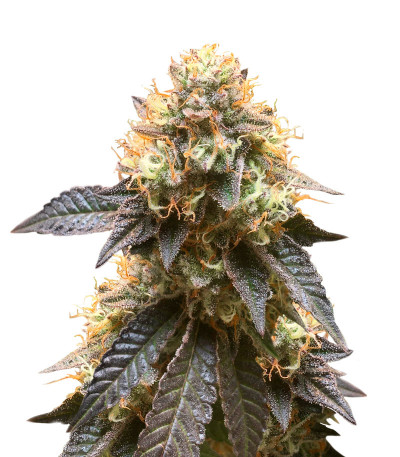 Runtz Punch fem (Herbies Seeds) семена конопли