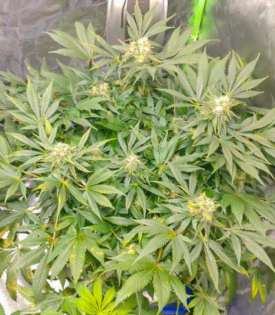 Vitality fem (AlphaFem Seeds) семена конопли