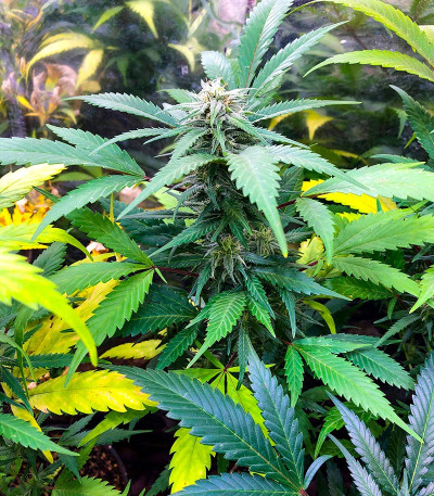 Glue Kripple fem (Dr. Krippling Seeds) семена конопли