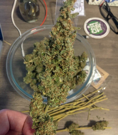 Bruce Banner #3 fem семена конопли