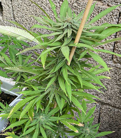 Cafe Racer (Blimburn Seeds) семена конопли