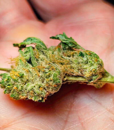 Garlic Cookies fem семена конопли