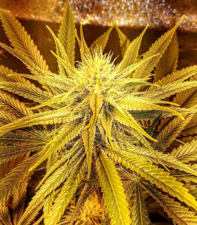 Royal Gorilla fem (Royal Queen Seeds) семена конопли