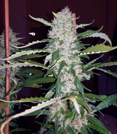 Pineapple Chunk fem (Barney's Farm) семена конопли