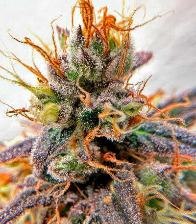 Sour Diesel x OG Kush fem (Seedkeepers) семена конопли