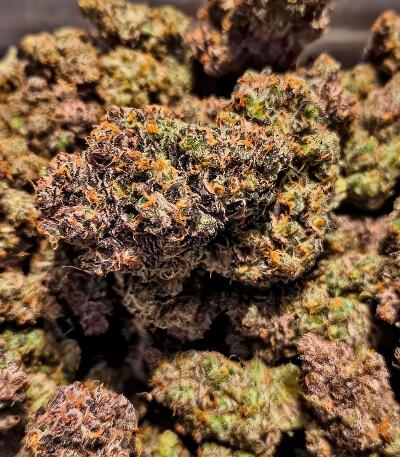 Strawberry Gorilla Auto RF3 fem (FastBuds) семена конопли