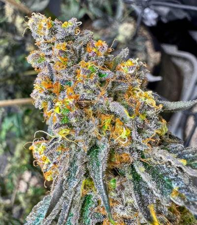 Zillions fem от Barney's Farm семена конопли