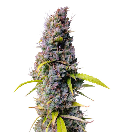 Northern Lights Auto fem (Herbies Seeds) семена конопли