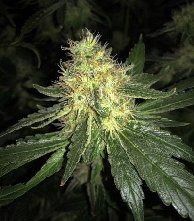 Anubis fem (Pyramid Seeds) семена конопли