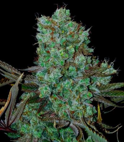 Zillions fem от Barney's Farm семена конопли