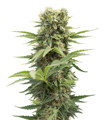 Dedoverde Haze fem семена конопли