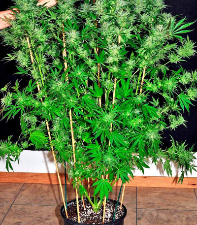 Mazar Kush fem (World of Seeds) семена конопли
