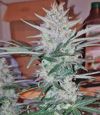 Peyote Cookies fem (Barney's Farm) семена конопли