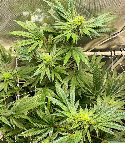 Runtz Fast Flowering fem (Humboldt Seed Organization) семена конопли