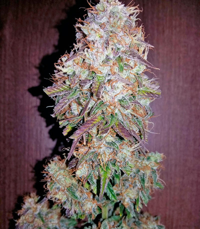 Bubble Kush Automatic fem (Royal Queen Seeds) семена конопли