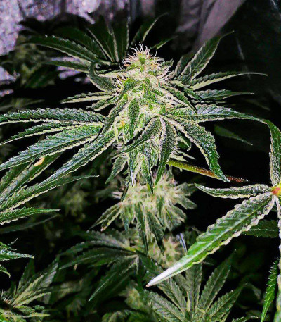 Fruit Gum fem (UKHTA420) семена конопли