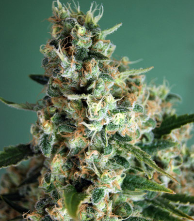 Incredible Bulk Auto fem (Dr. Krippling Seeds) семена конопли