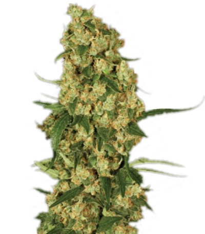 Wappa fem (Paradise Seeds) семена конопли