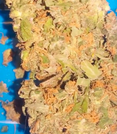 Bulk Smash Auto fem (Dr. Krippling Seeds) семена конопли