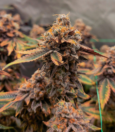Poddy Mouth fem (Humboldt Seed Company) семена конопли