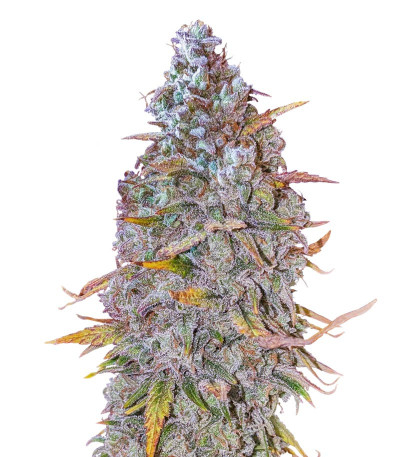 HighCloudZ Auto fem от Green House Seeds семена конопли