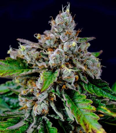 Booberry Cookies RBX fem (Ethos Genetics) семена конопли