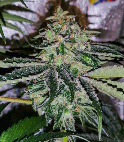 Fruit Gum fem (UKHTA420) семена конопли