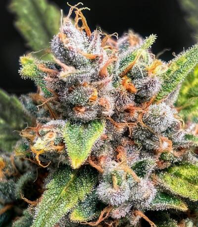 Banana Guava Auto RF3 fem (FastBuds) семена конопли
