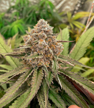 King's Juice(Green House Seeds) семена конопли