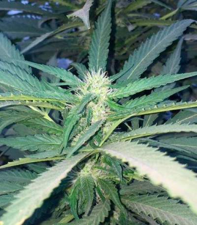 Sugar Candy fem (Delicious Seeds) семена конопли
