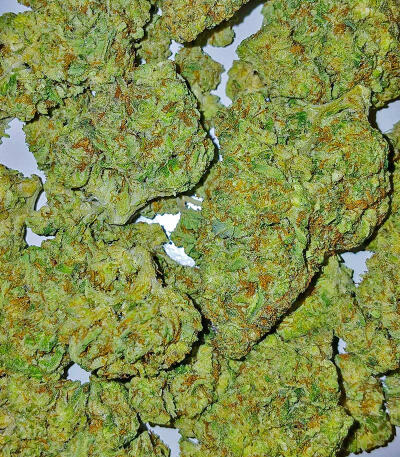 Ghost Train Haze fem (Seedkeepers) семена конопли