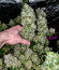 Fruit Gum fem (UKHTA420) семена конопли