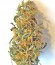 Purple Maroc fem (Female Seeds) семена конопли