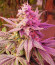 Strawberry Cheesecake Auto fem (Humboldt Seed Company) семена конопли