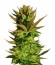 B. Lee Auto fem сорт конопли