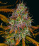 Blueberry OG fem (AlphaFem Seeds) семена конопли