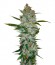 Kali Мist fem (Serious Seeds) семена конопли