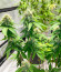 Monster Zkittles (Monster Genetics) семена конопли