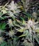 OG Kush fem каннабис